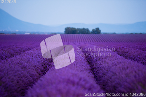 Image of lavender field france