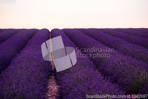 Image of lavender field france