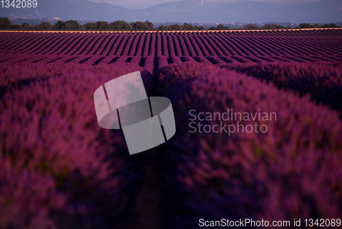 Image of lavender field france