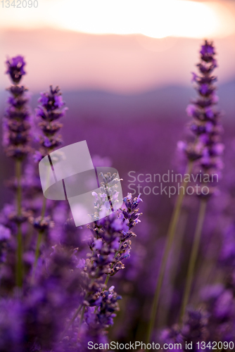 Image of Close up Bushes of lavender purple aromatic flowers