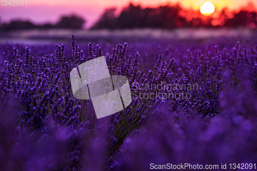 Image of colorful sunset at lavender field