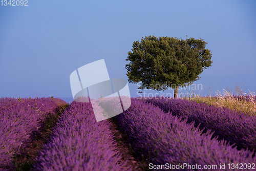 Image of lonely tree at lavender field