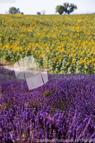 Image of lavender and sunflower field