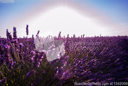 Image of Close up Bushes of lavender purple aromatic flowers