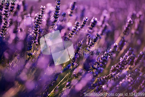 Image of Close up Bushes of lavender purple aromatic flowers