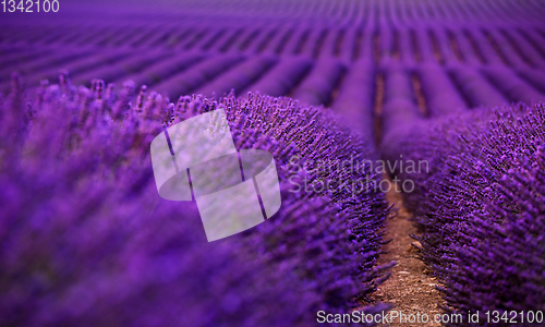 Image of Close up Bushes of lavender purple aromatic flowers