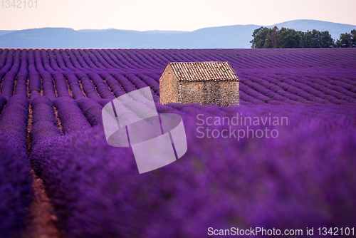 Image of stone house at lavender field