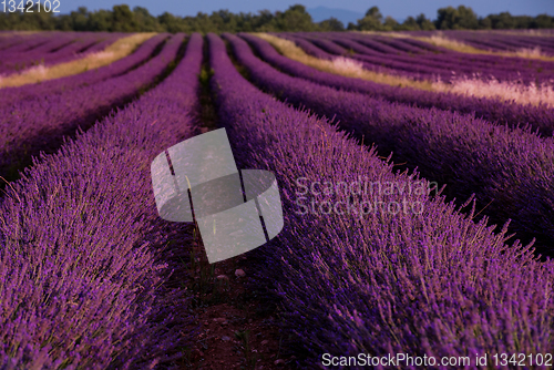 Image of lavender field france