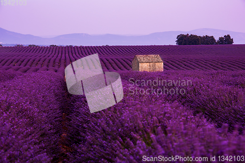 Image of stone house at lavender field