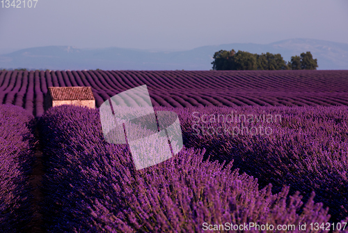 Image of stone house at lavender field