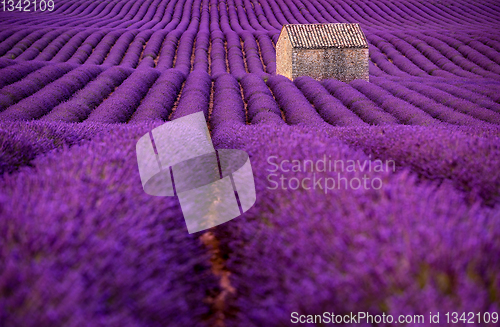 Image of stone house at lavender field