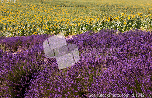 Image of lavender and sunflower field