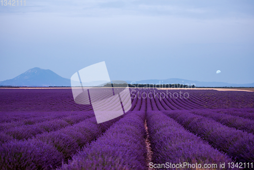 Image of the moon above lavender field france