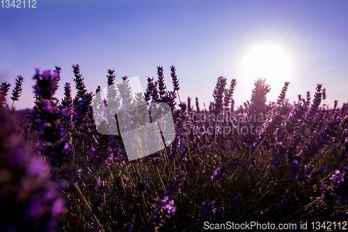 Image of Close up Bushes of lavender purple aromatic flowers