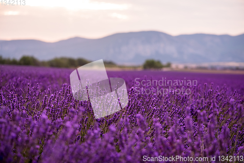 Image of lavender field france