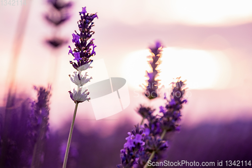 Image of Close up Bushes of lavender purple aromatic flowers