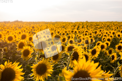 Image of Sunflower field