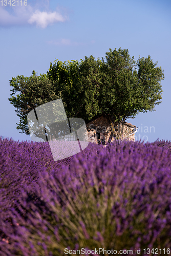 Image of old brick house and lonely tree at lavender field
