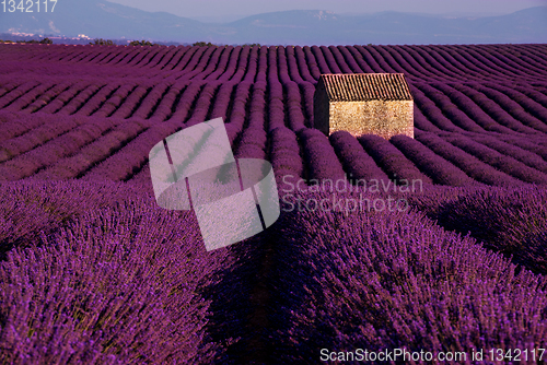 Image of stone house at lavender field