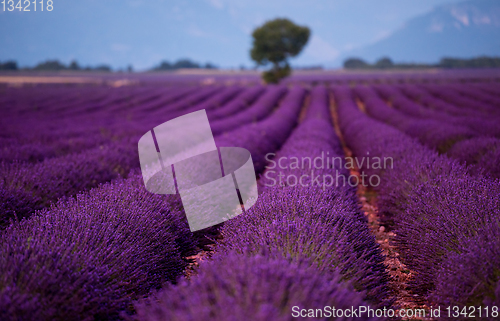 Image of lonely tree at lavender field