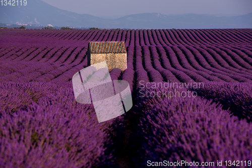 Image of stone house at lavender field