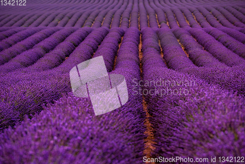 Image of lavender field france