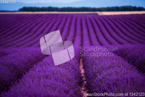 Image of lavender field france