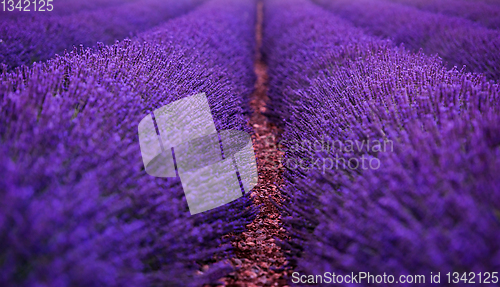 Image of lavender field france