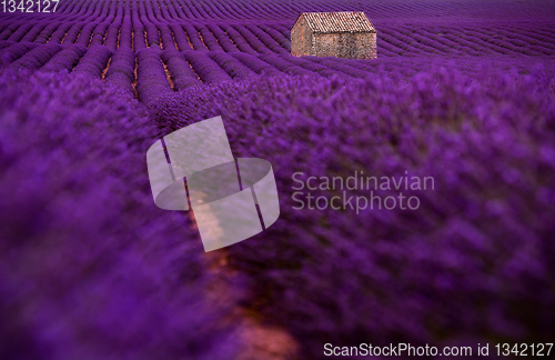 Image of stone house at lavender field