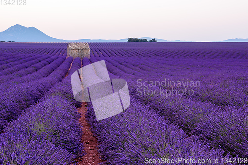 Image of lavender field france