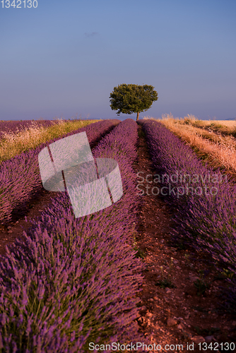 Image of lonely tree at lavender field