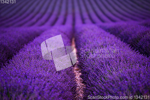 Image of lavender field france