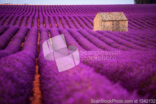 Image of stone house at lavender field