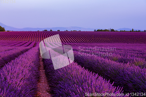 Image of lavender field france