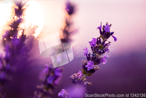 Image of Close up Bushes of lavender purple aromatic flowers