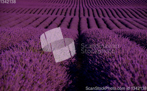 Image of lavender field france