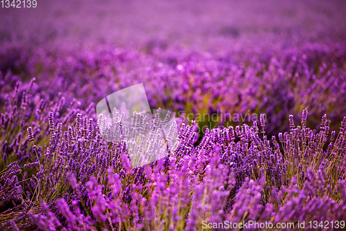 Image of Close up Bushes of lavender purple aromatic flowers