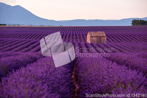 Image of stone house at lavender field