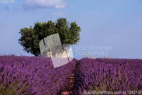 Image of old brick house and lonely tree at lavender field