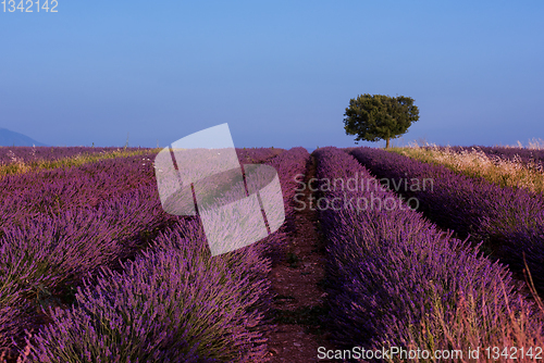 Image of lonely tree at lavender field