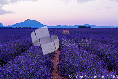 Image of the moon above lavender field france