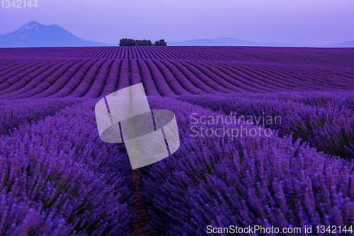 Image of colorful sunset at lavender field