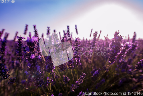 Image of Close up Bushes of lavender purple aromatic flowers