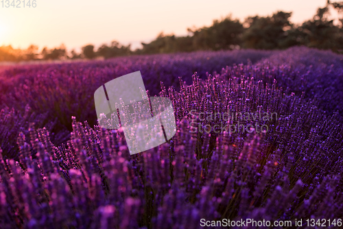 Image of colorful sunset at lavender field
