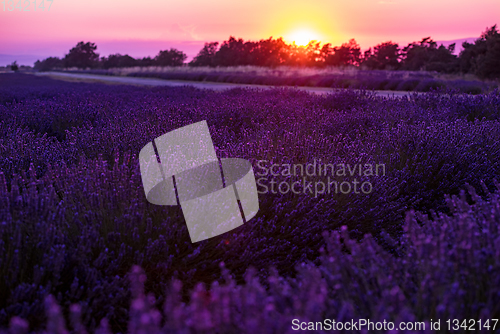 Image of colorful sunset at lavender field