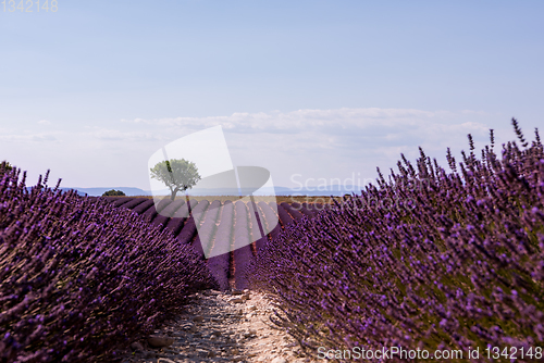 Image of lonely tree at lavender field