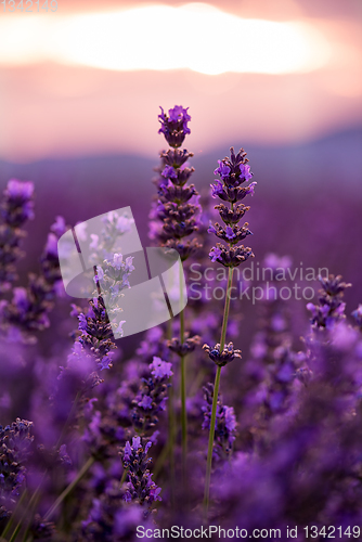 Image of Close up Bushes of lavender purple aromatic flowers