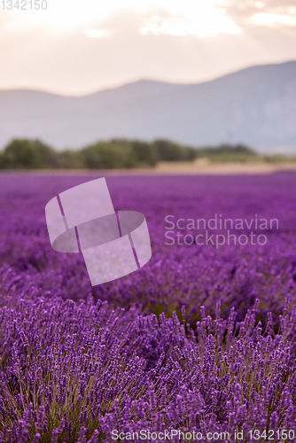 Image of lavender field france