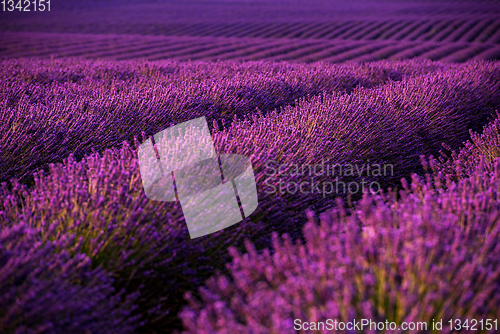 Image of lavender field france