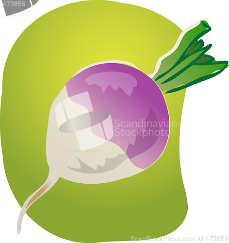 Image of Turnip illustration